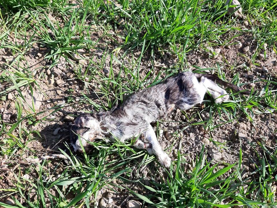 Gatti uccisi, una taglia per trovare il colpevole