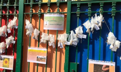 "PiantiaAMOla ...semina bellezza": l'iniziativa dalla scuola materna