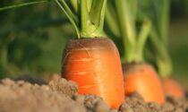 La carota: servono un vaso fondo, un buon terriccio e 90 giorni di pazienza
