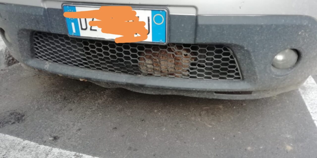 Coniglio nel motore, salvato dalla Polizia Locale e dai pompieri
