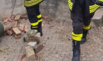 Vipera in casa: intervengono i pompieri