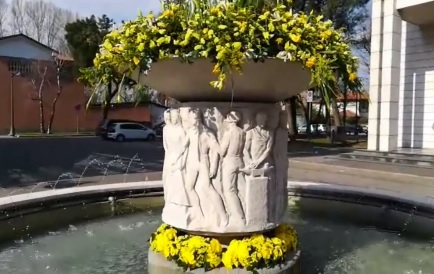 La fontana abbellita con mimose per la festa della donna