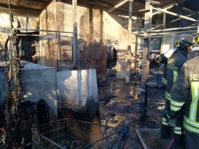 Entro l’estate al via i lavori per costruire il nuovo gattile