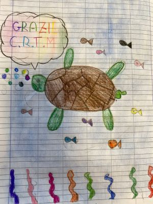 Dopo un koala, gli alunni adottano una tartaruga marina