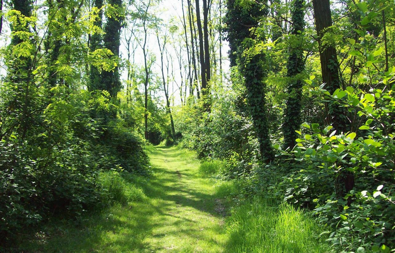 Forestami, il progetto per rilanciare il verde urbano