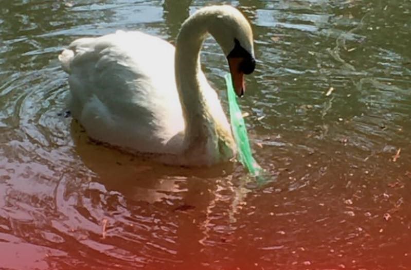 Cigno rischia ancora di soffocare con la plastica