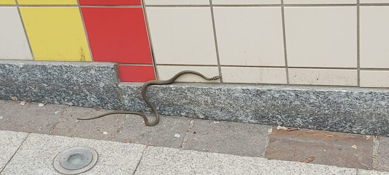 Serpentello acciuffato a Novate