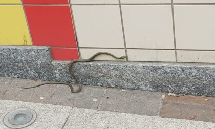 Serpentello acciuffato a Novate