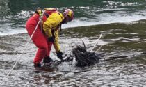 Airone ferito nel Naviglio: salvato dai pompieri