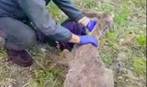 Capriolo finisce nel canale, salvato