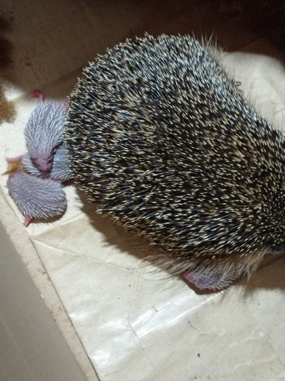 Riccia salvata dalla strada partorisce i cuccioli