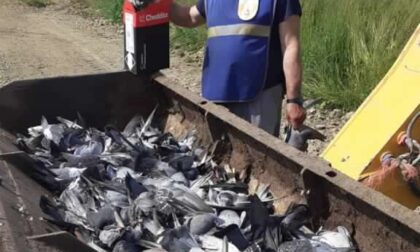 Ammazzati più di 500 piccioni