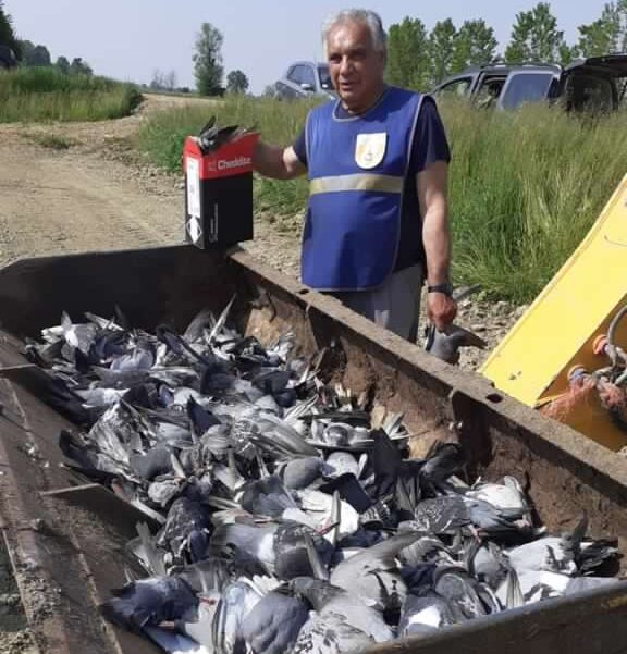 Ammazzati più di 500 piccioni