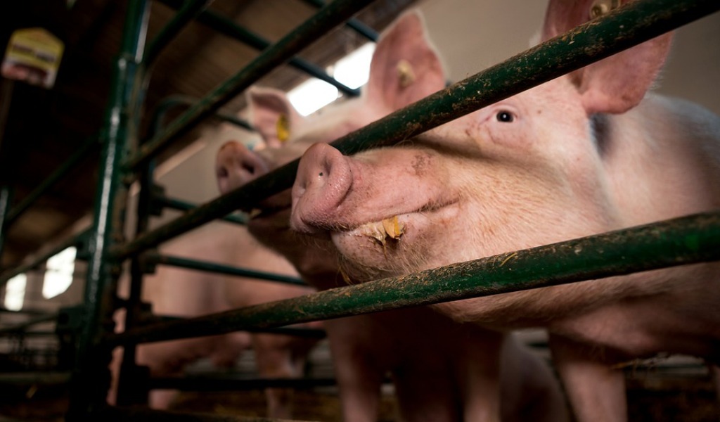 “Food for profit”: 387 miliardi di motivi per cui non vogliono che tu veda il film