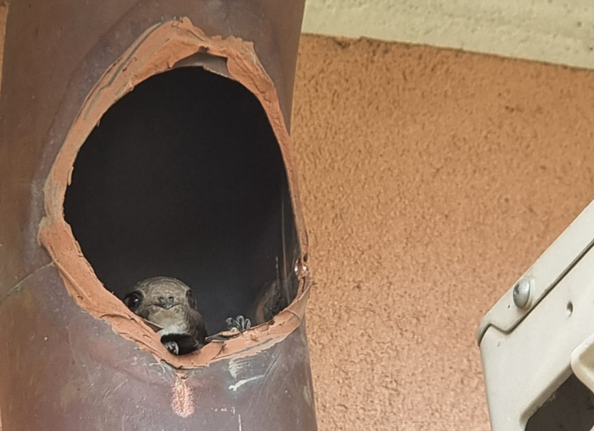 Rondine bloccata nel pluviale di un palazzo, salvata dai pompieri