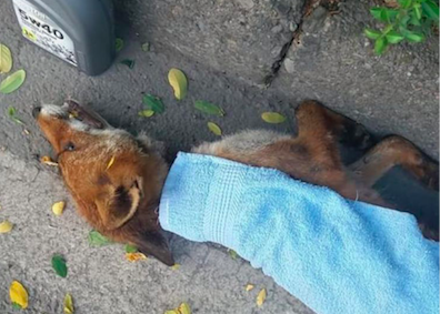 Volpe morta sul ciglio della strada: è stata strozzata da due lacci di ferro