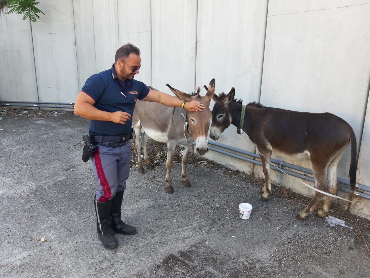 Due asini lungo la Superstrada salvati dalla Polizia Stradale