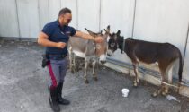 Due asini lungo la Superstrada salvati dalla Polizia Stradale