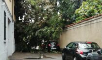 Albero si schianta contro una casa e un'auto