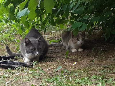 Cinquestelle in aiuto delle gattare e delle colonie feline