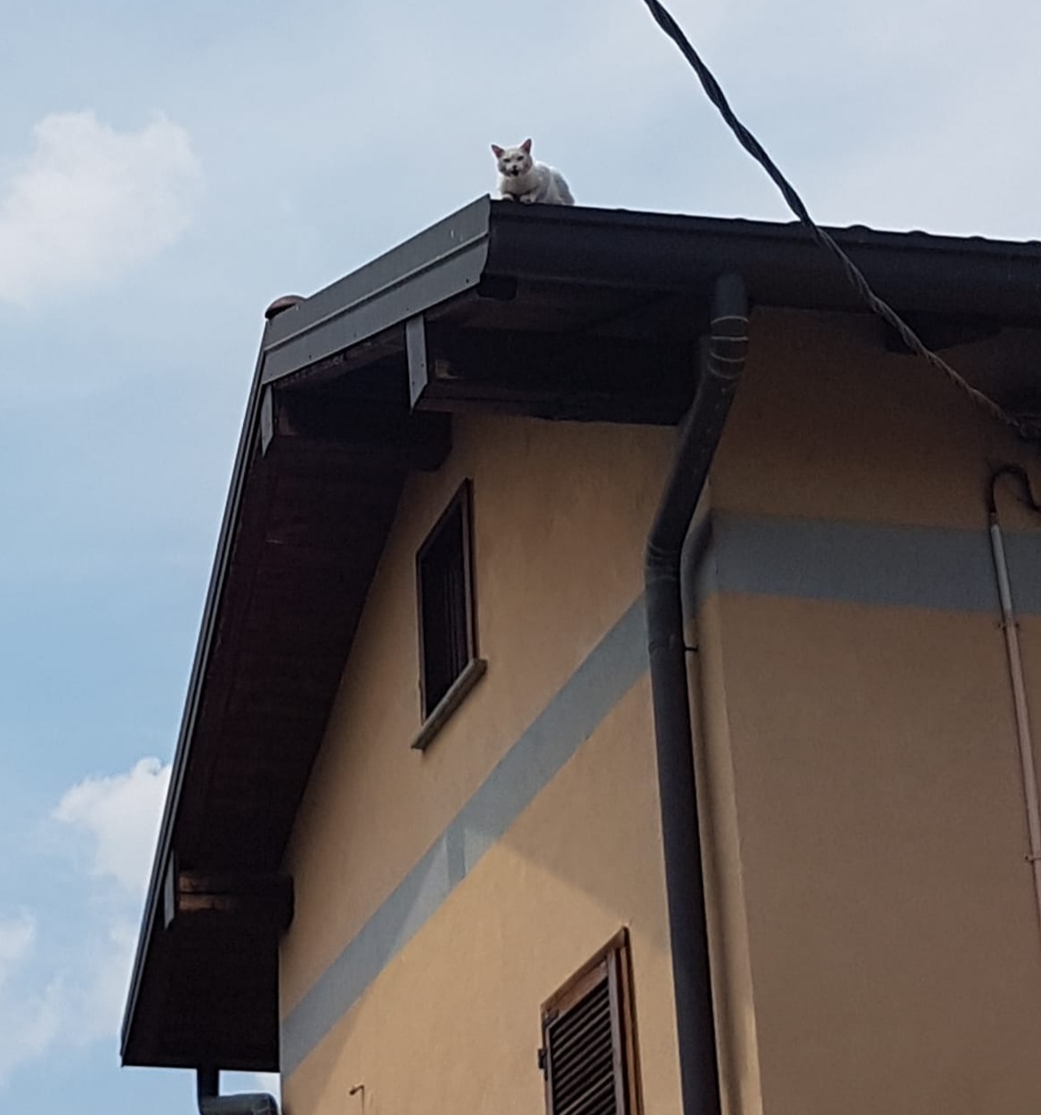 Gattino bloccato sul tetto, salvato dai Vigili del Fuoco