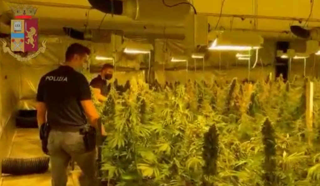 Maxi laboratorio con 60 chili di marijuana