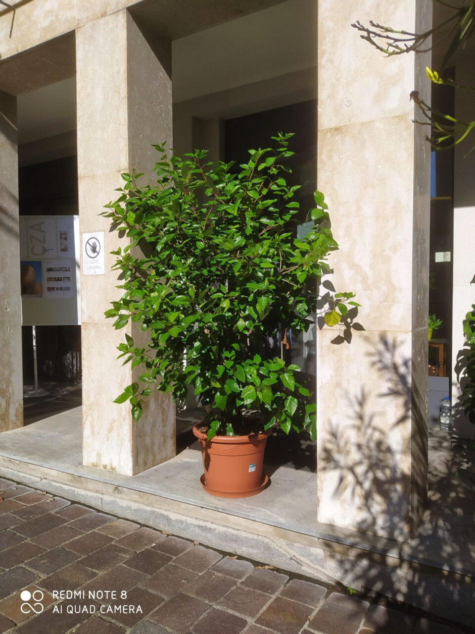 Premiati i vincitori di Rho Città Fiorita 2020