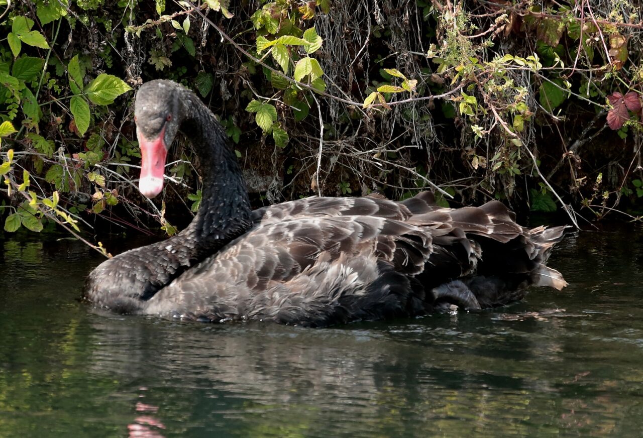 Un cigno nero nel Naviglio a Gaggiano