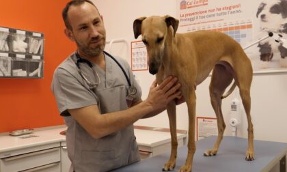 Giornata internazionale del cane, un italiano su 3 festeggia il proprio amico a quattro zampe