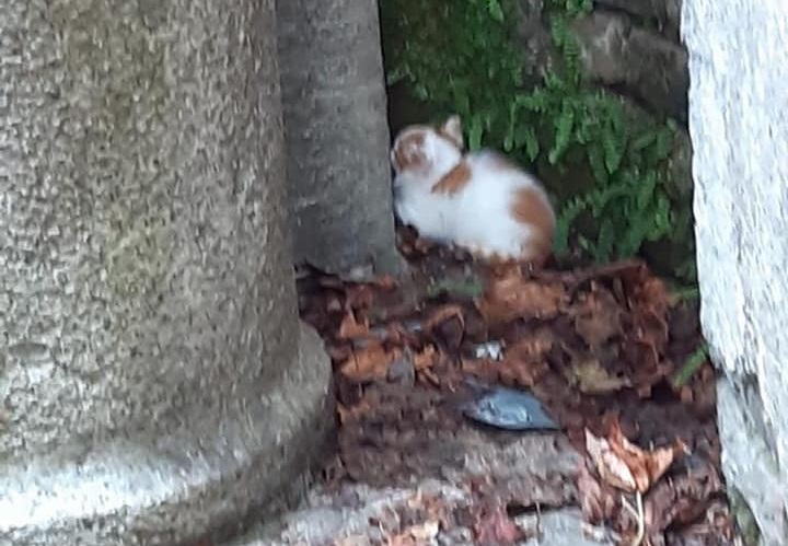 nerviano gatti abbandonati al cimitero