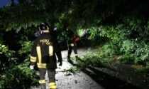 Cedono le radici, un albero si abbatte sul vialetto di un cortile