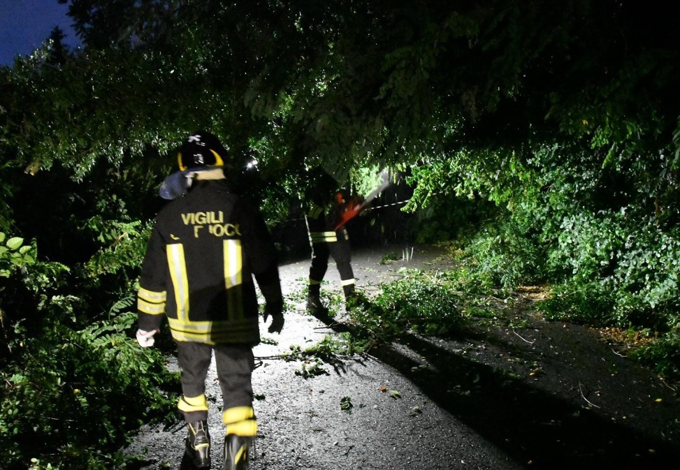Cedono le radici, un albero si abbatte sul vialetto di un cortile