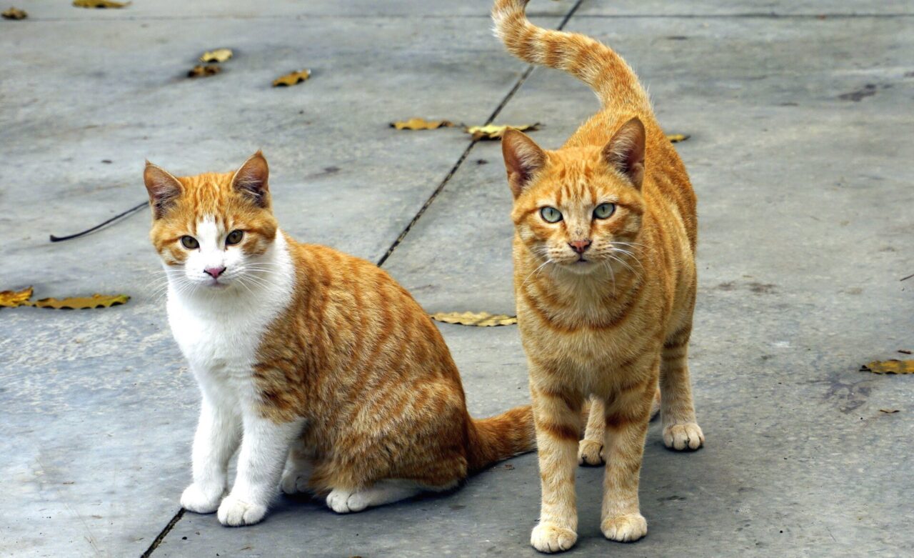 «Aiutateci a far sterilizzare i gatti»