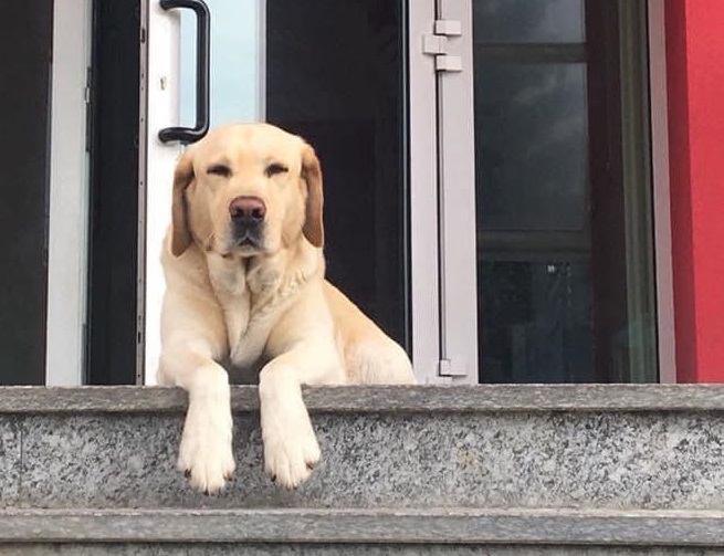 Addio Argo, la mascotte dei carabinieri