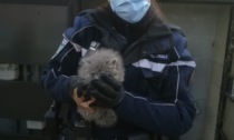 Gattino abbandonato viene salvato dalla Polizia Locale