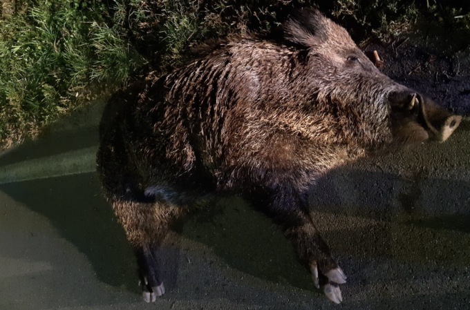 Cinghiale travolto e ucciso da un’auto