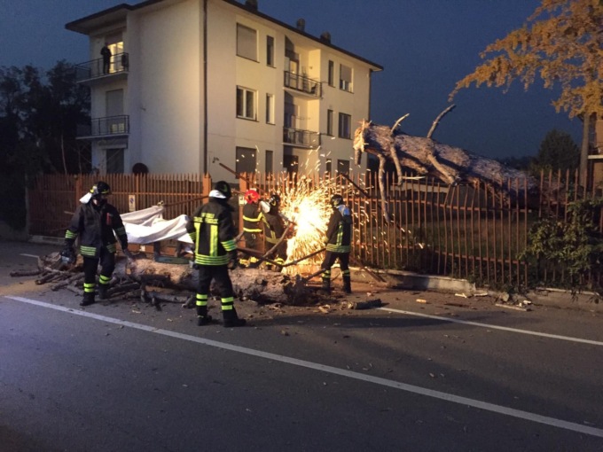 Grosso albero crolla in strada