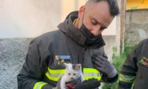 Gattino incastrato nel motore di un'auto salvato dai pompieri