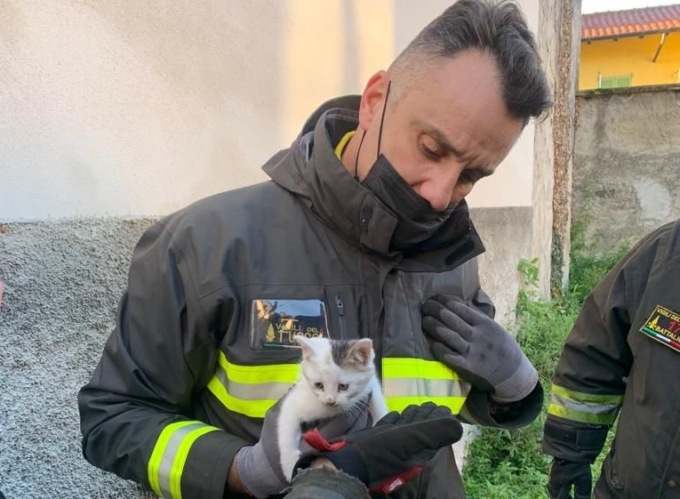 Gattino incastrato nel motore di un’auto salvato dai pompieri