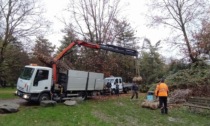 Parco Castello, via alla piantumazione di nuovi alberi