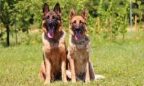 “Max” e “Berla”: i cani anti Covid del centro cinofili dell’Arma dei Carabinieri