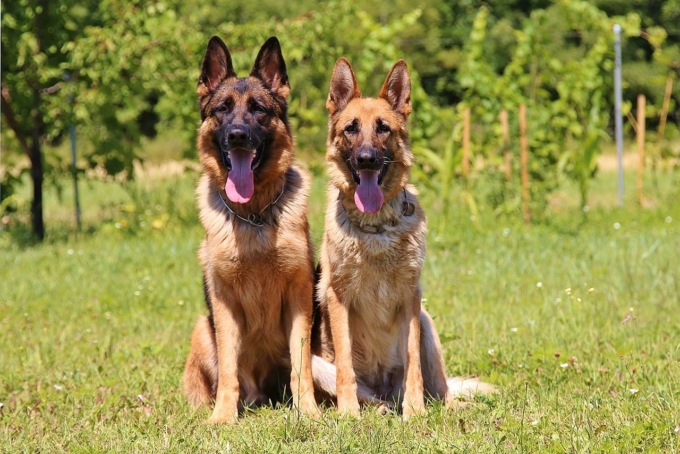 “Max” e “Berla”: i cani anti Covid del centro cinofili dell’Arma dei Carabinieri