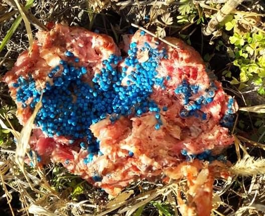Polpette avvelenate, allarme per i cani