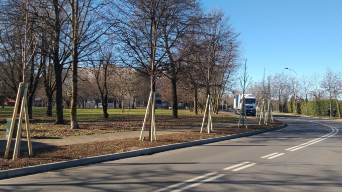 Sessantasette nuovi alberi per la città di Pero