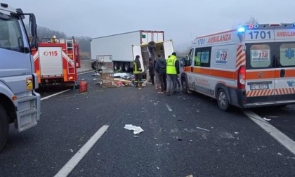 Animalisti morti in autostrada: camionista patteggia due anni e tre mesi