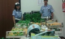 Sequestrati al mercato quattro quintali di frutta e verdura