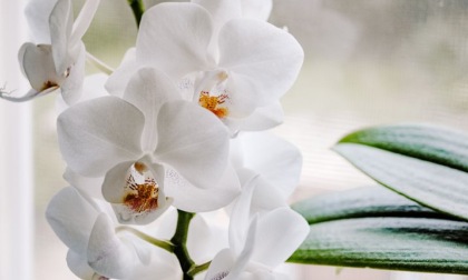 Un appuntamento alla scoperta del mondo delle orchidee