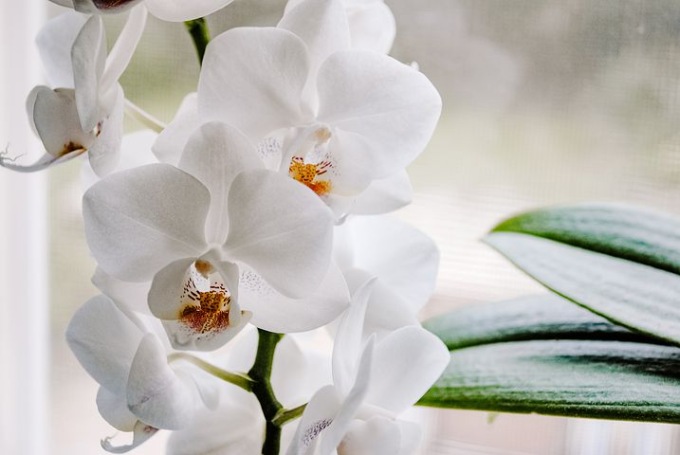 Un appuntamento alla scoperta del mondo delle orchidee