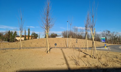 Pregnana più verde, piantati 300 alberi