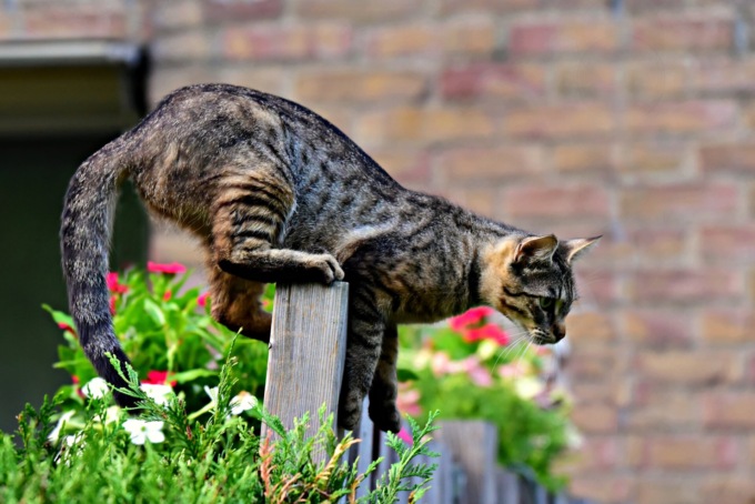 Cani, gatti, piccioni: le regole per gli animali